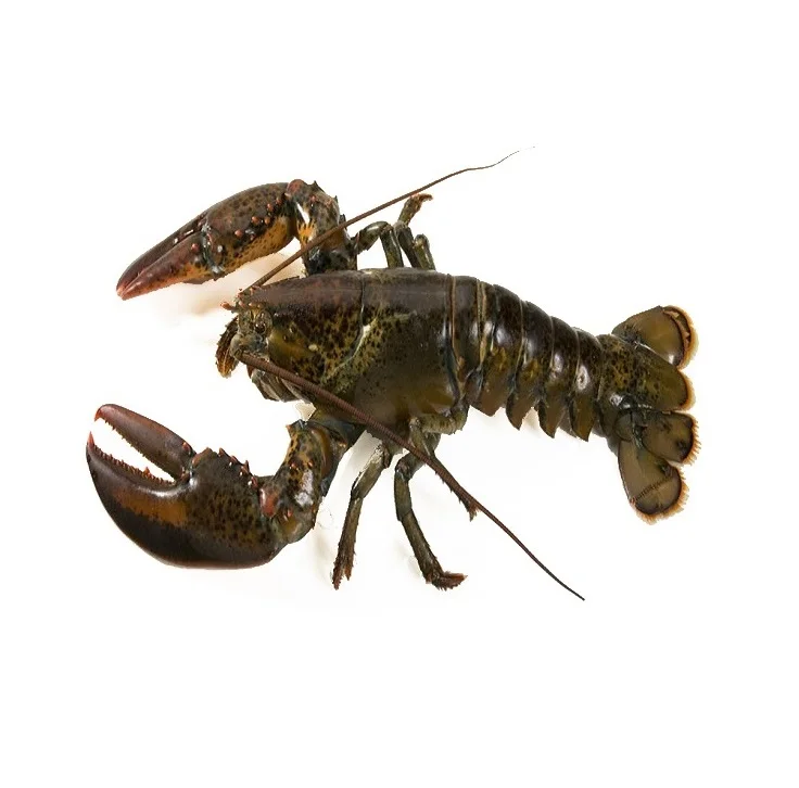 Frozen Rock Lobster Tail Whole Cooked Style Dried Fresh Live Lobster for Food Use
