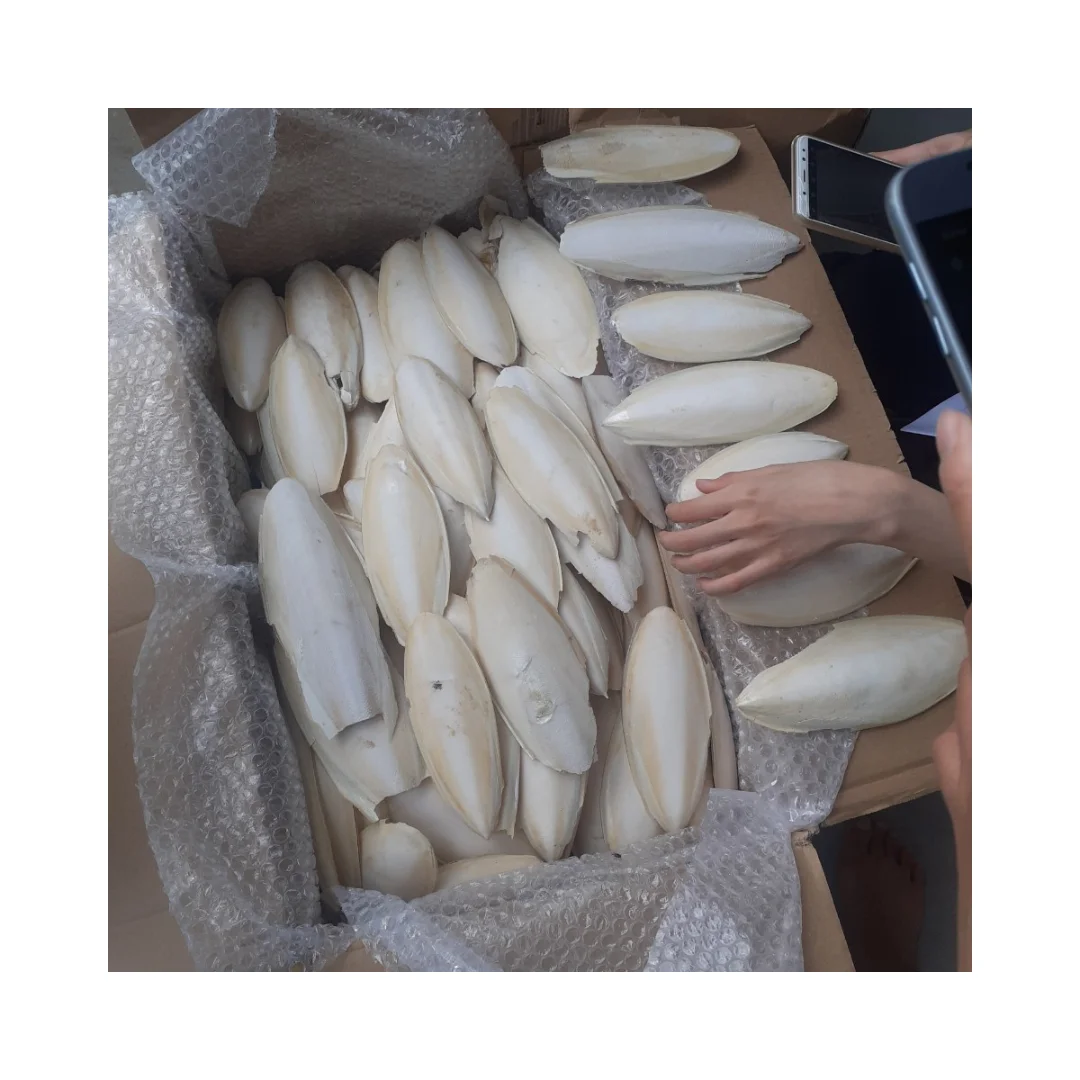 For Sale at Competitive Price New Season 2024 Natural Dried Cuttlefish Bone for Pet Food Supplement Calcium for Turtle