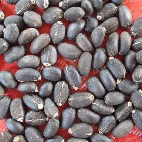Jatropha Seeds /100% Dried Natural for Sale Low Price