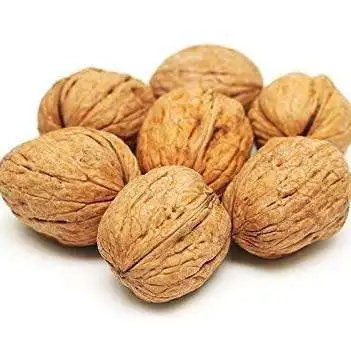 Walnut in shell Grade Wholesale Natural Bulk Large Walnut nut from Uzbekistan box Walnut in Shells for food