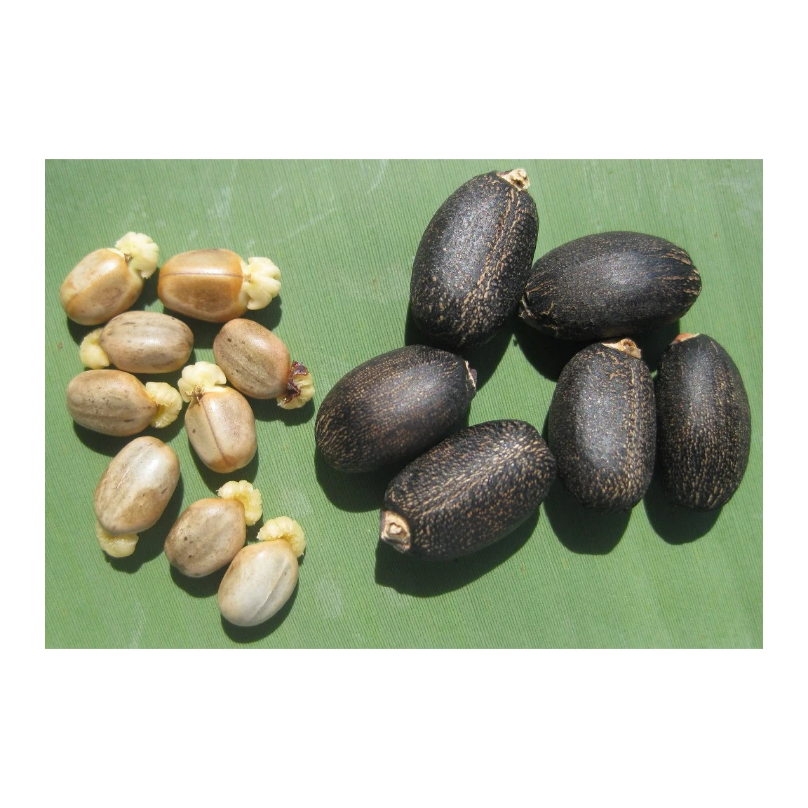 Семена ятрофы высшего сорта оптовая цена семена сушеные натуральные для продажи по низкой цене Лидер продаж