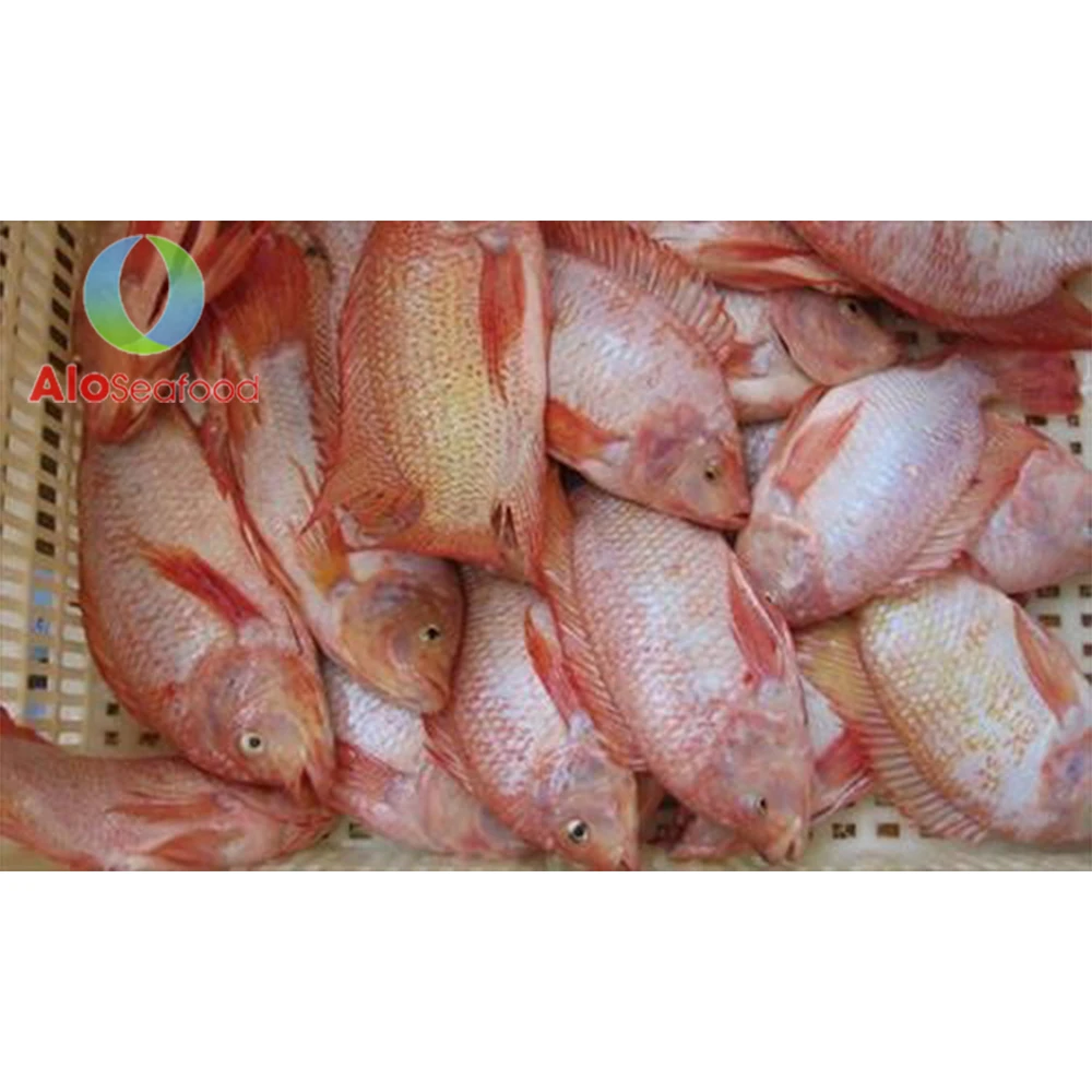 Good quality whole red snapper Wholesale frozen snapper from Vietnam