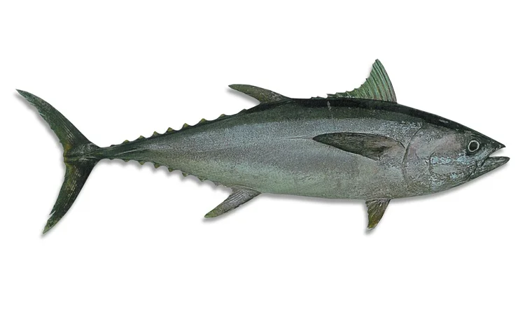 SKIPJACK TUNA
