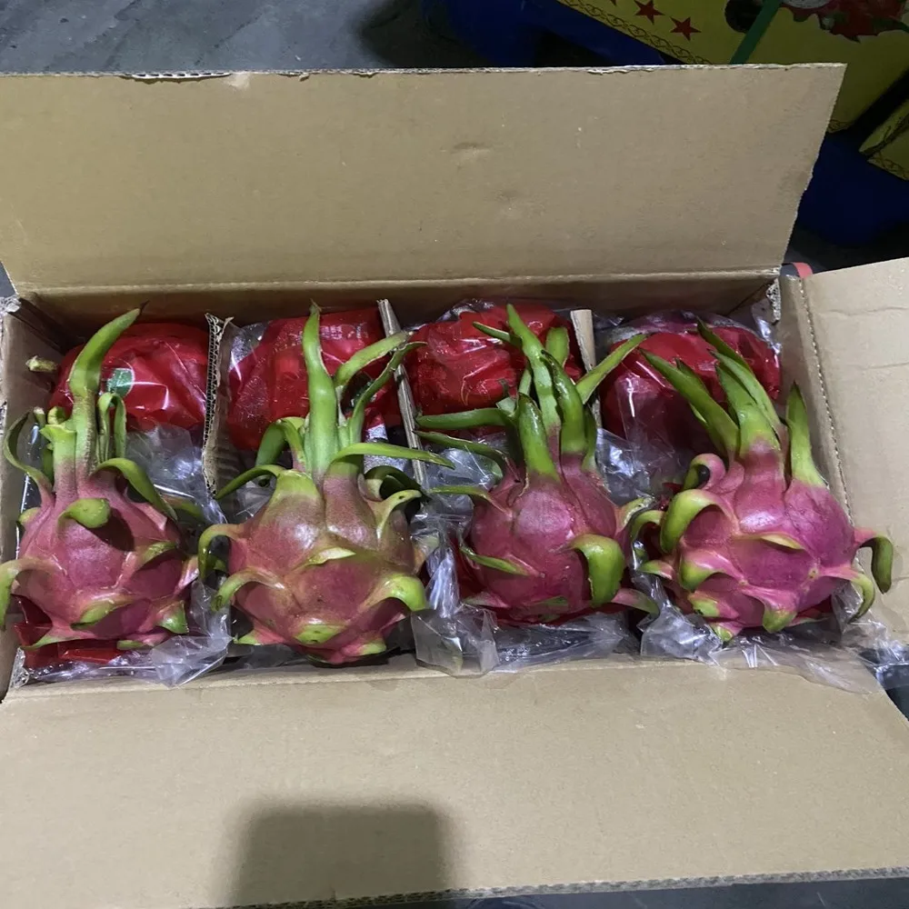 Fresh White Dragon Fruit High Quality Good Price Wholesales High Grade Best Dragon Fruit Ready To Ship