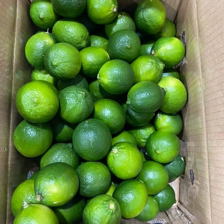 Wholesale cheap Price Hot sale high quality fruit green Lemon Fresh seedless Lemons