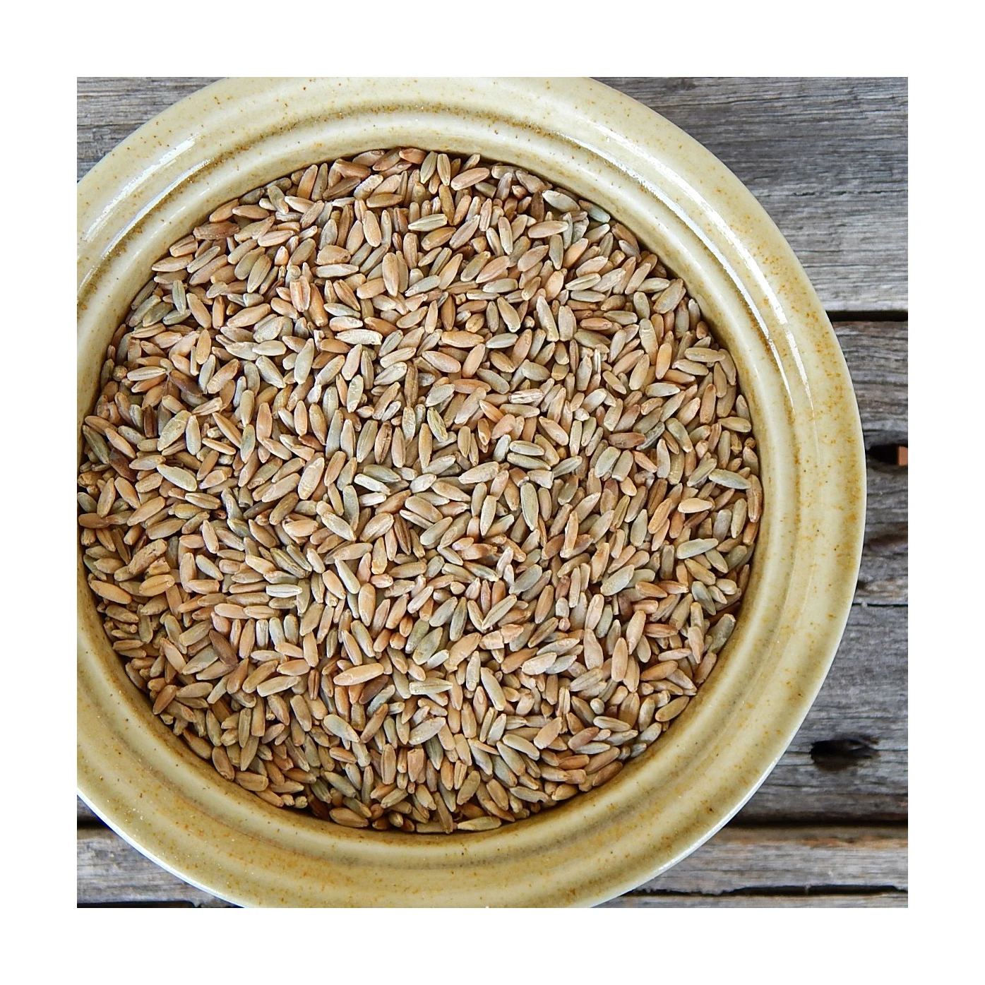 Rye Grain for Animal and Human Feeding Organic Wheat Grain /Organics Certified Organic Rye Berries |5lbs Whole Wheat Grain