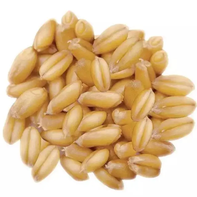 High Quality Durum Wheat Grain and Oats for Food Industry Reliable Supplier of Beans and Seeds for Sale