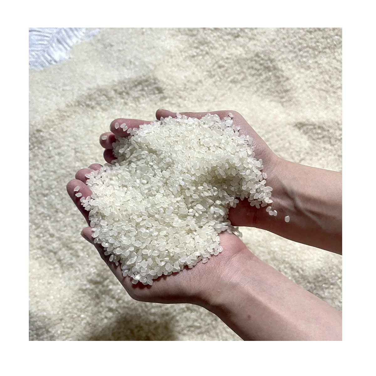RICE SUSHI HIGH QUALITY ORGANIC SHORT CUSTOMIZE EXPORT STANDARD AGRICULTURE PACKING OEM JAPONICA VIETNAMESE RICE