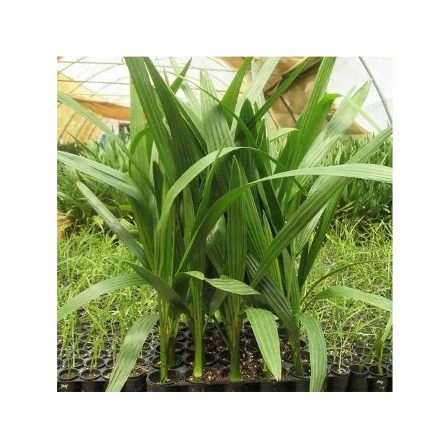 Date palm tree supplier and wholesale Fresh and Healthy Dates Palm seeding Evergreen Tissue Culture Ajwa Features