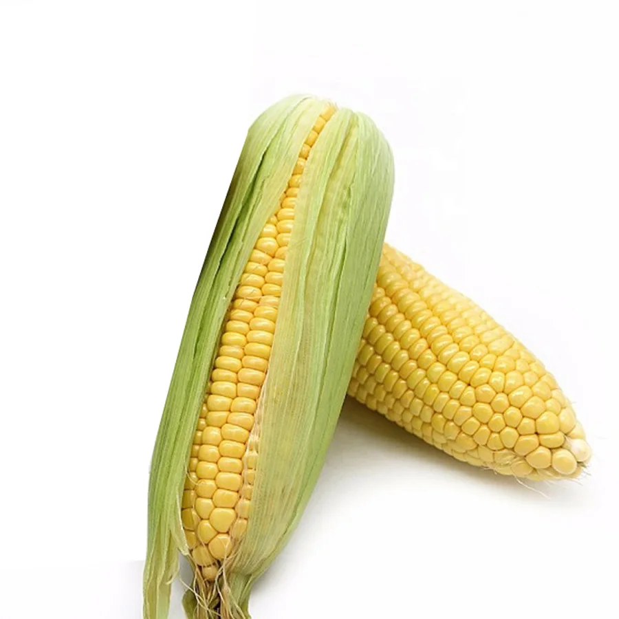 Оптовая цена клейкая Кукуруза None GMO желтого цвета 100% натурального качества сладкая кукуруза