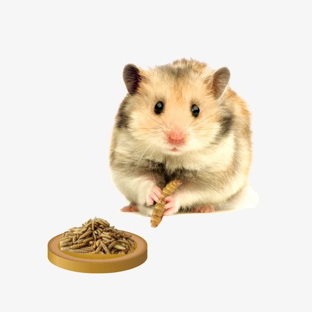 Wholesale High Protein Natural Black Soldier Fly Dried Larvae for Animal Fish Chicken Birds Dog Feed  EU Standard Production