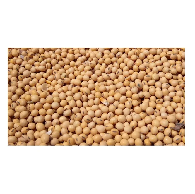 Top Quality Pure Organic Canadian Soybean / Dried Soya Beans For Sale At Cheapest Wholesale Price