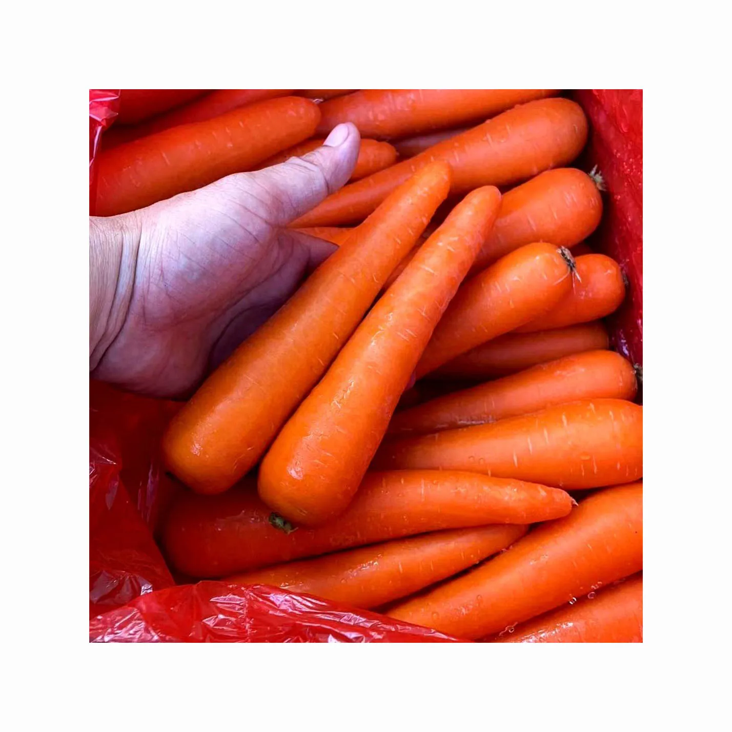 Fresh Carrot / Clean Carrot in Carton / Carrot wholesaler Price