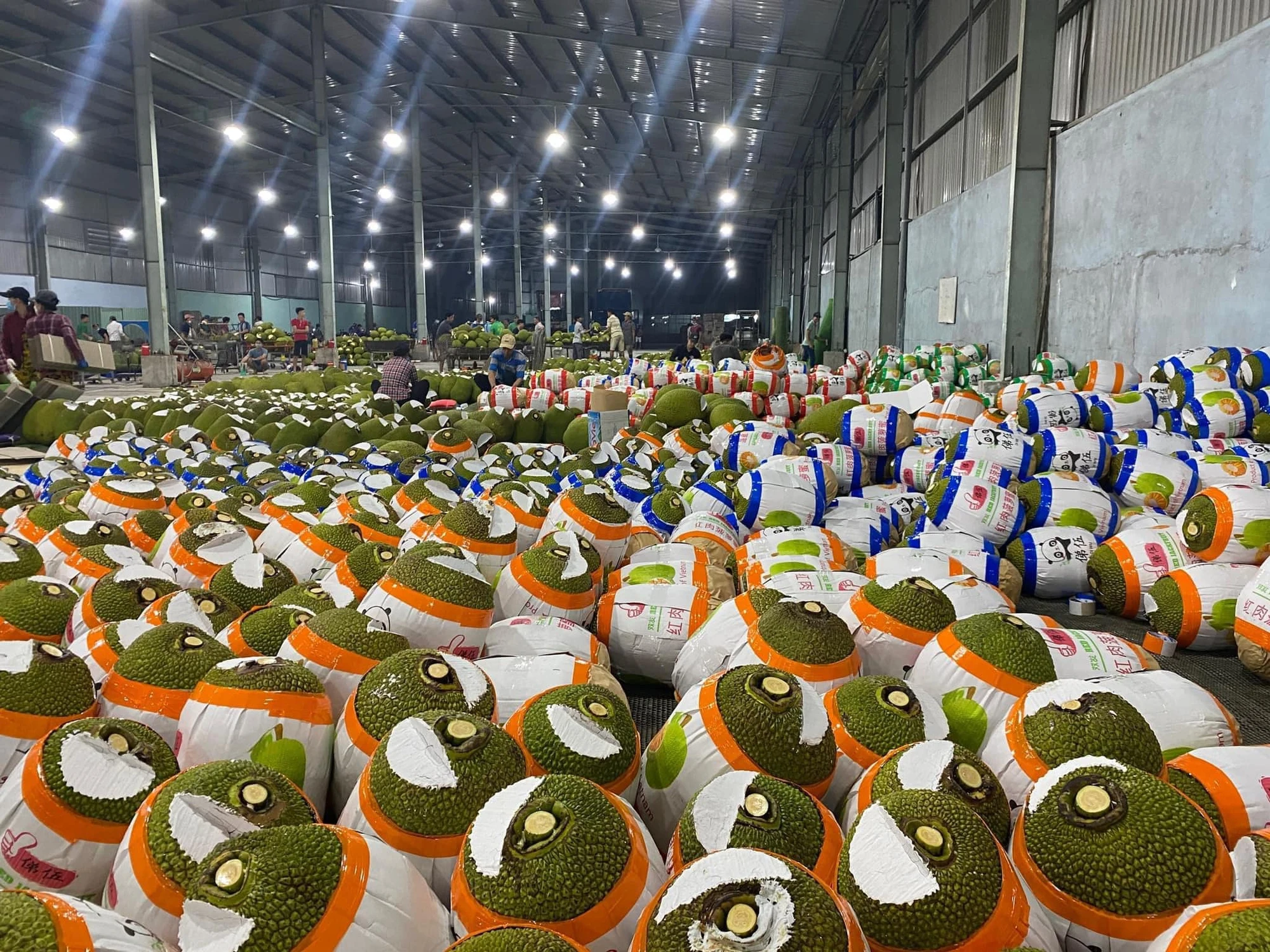 Vietnam Fresh Jackfruit Grade 1