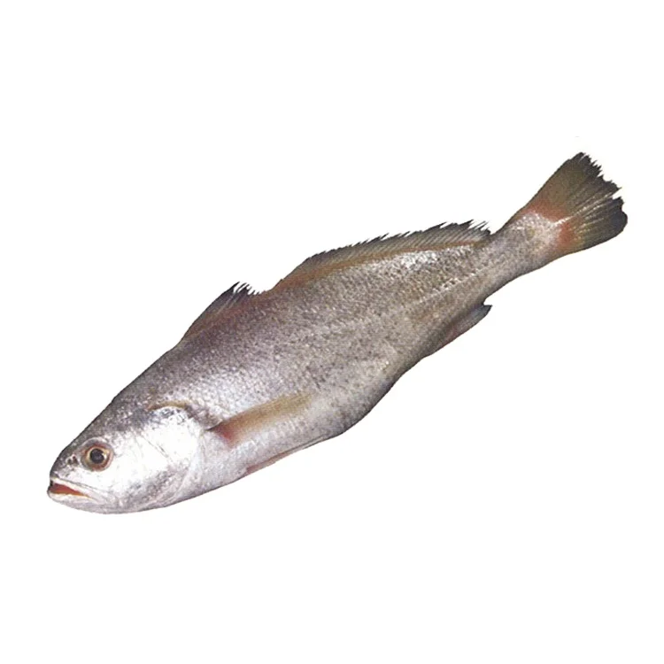 Most Wholesale Selling Premium Quality Natural and Pure Clean Seafood Frozen Croaker Fish from Thailand