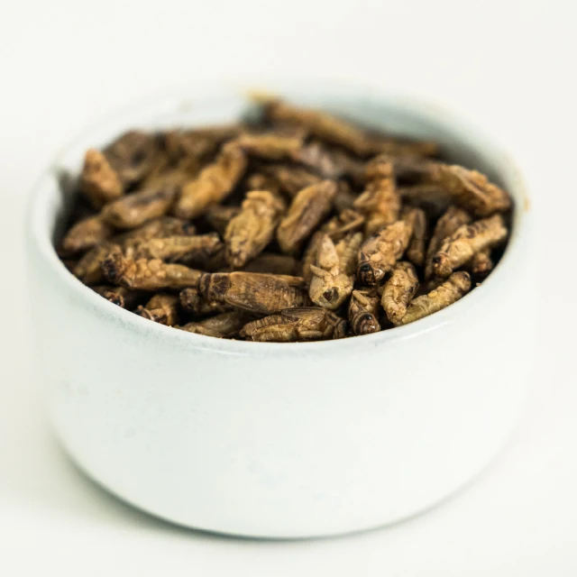 Premium Quality Whole Roasted Crickets 1000g. for the Future to Feed Next Generation Product of Thailand