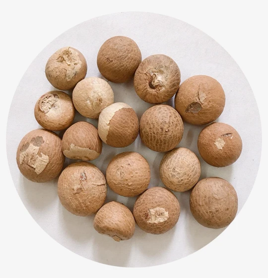 Dried split betel nut cheap price from Vietnam supplier/Wholesale areca nut good price 2023