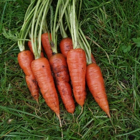 amsterdan carrot for sale