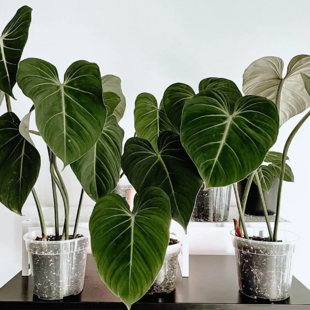 4 INCH TO 8 INCH TRANSPARENT PP PLASTIC POT FOR GARDENING NURSERY FLOWER PLANT FROM VIETNAM 2024