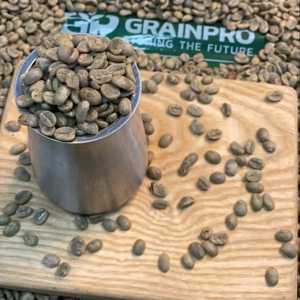 Whole Bean Coffee Beans Robusta Common Coffee Beans Robusta Best Selling At Good Price Arabica Good Price