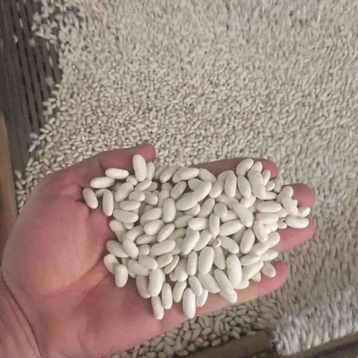 white kidney beans at wholesale prices