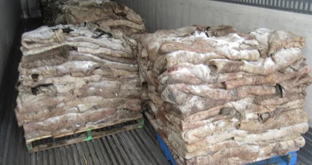 Wholesale  private label best  raw wet salted cattle hides industrial grade 50kg bags 25ton 15days cow sk