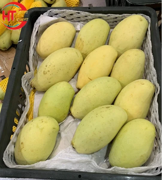 Good Quality Export Vietnam Manufactured Fresh Fruit Organic Cultivation Ripe Maturity Slightly Sweet Taste Keo Mango