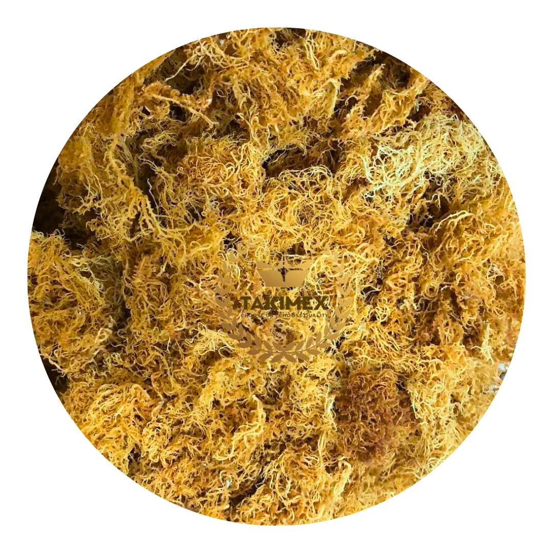 WHOLESALE PREMIUM QUALITY DRIED SEA MOSS IRISH SEAMOSS IRISH MOSS WITHOUT SALTED FROM VIETNAM