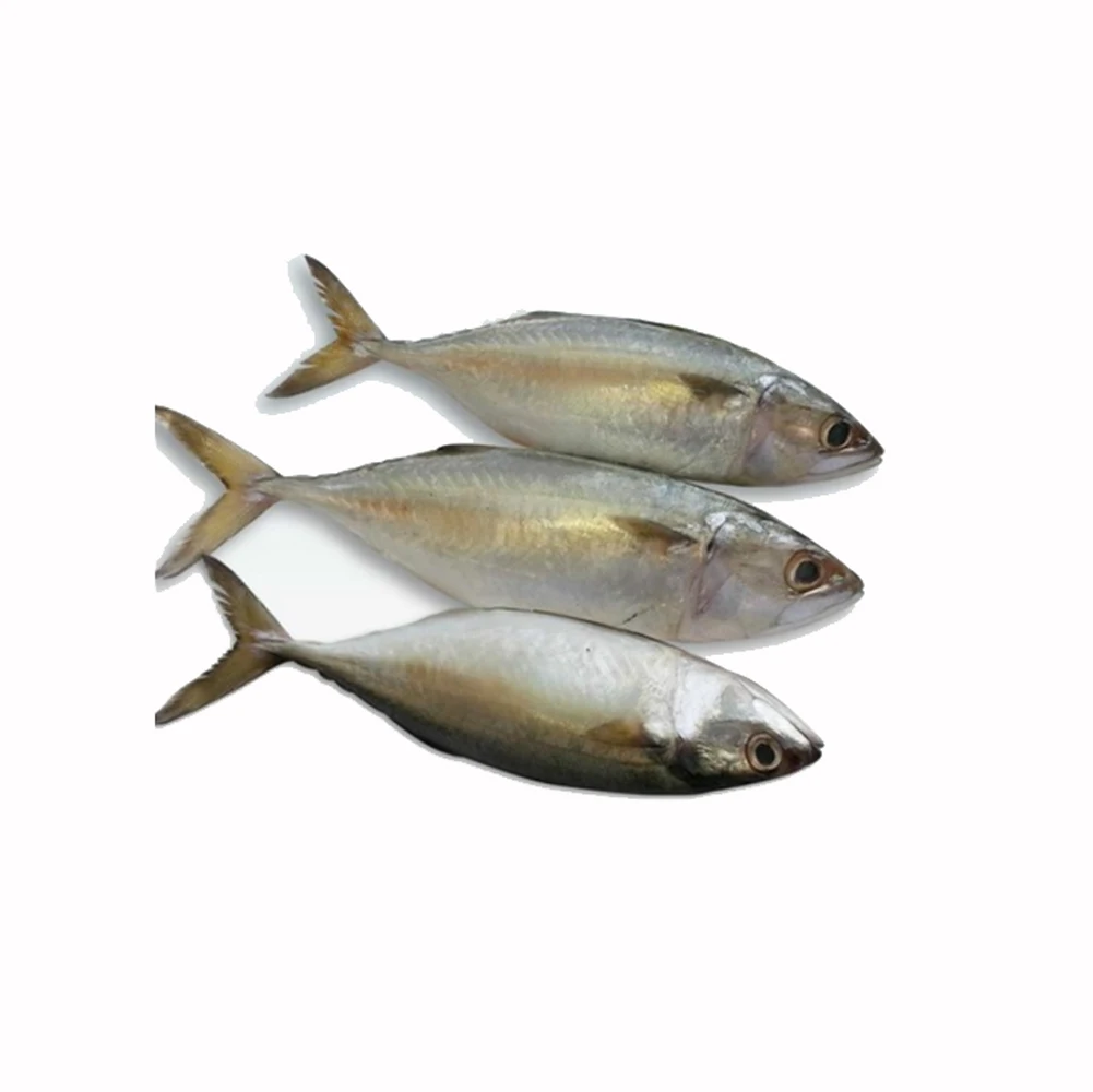 Fresh Sardine fish packed with nutrients for sale High-quality Sardine fish available at great prices