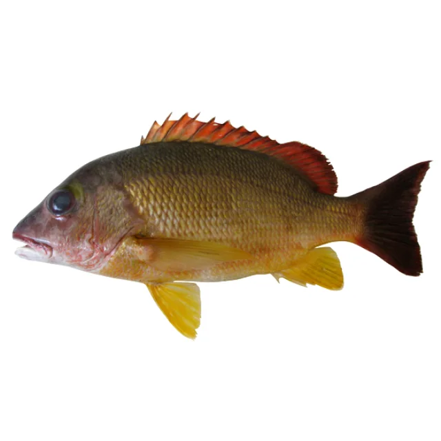 Лидер продаж премиум-класса свежий охлажденный черный окунь с хвостом-Lutjanus fulvus