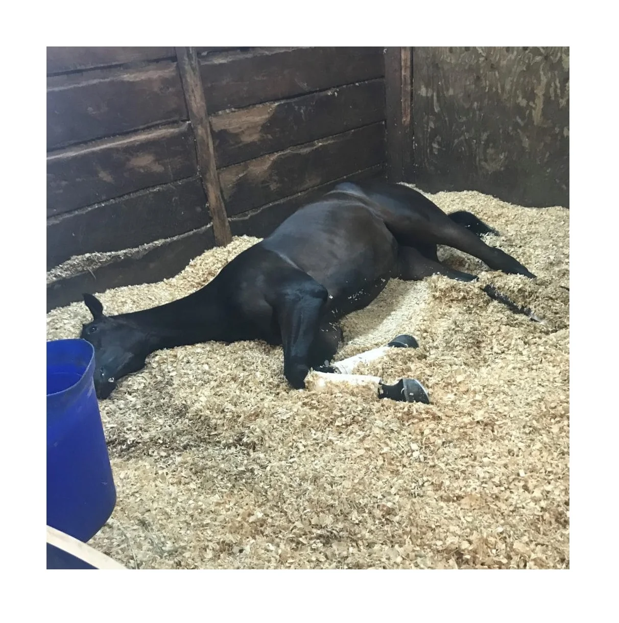 Опилки из сосны для птицефабрики и постельных принадлежностей