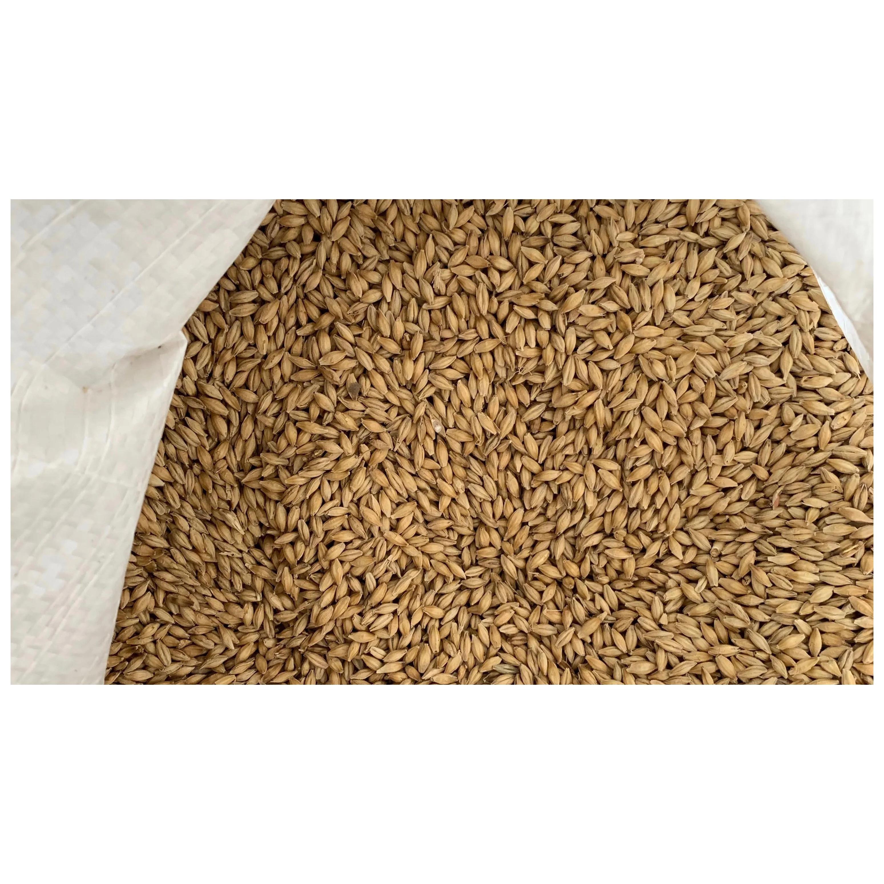 Wholesale high quality 100% Malt Barleyfor sale  Pearl Barley For Sale Animal Feed. 100% Barley Seeds