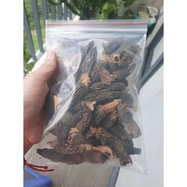 Gucchi Mushroom for export  Dried Wild Morels  Mushroom Black Morel Mushroom  competitive price