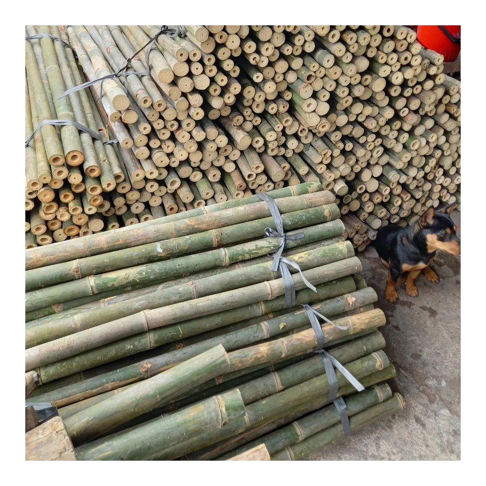 Vietnamese Bamboo Poles In Bulk Customer Size Reasonable Price And Ready To Export