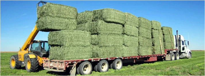 Affordable High-Quality Alfalfa And Timothy Hay For Animal Feed At Discounted Prices Best Animal Feeding