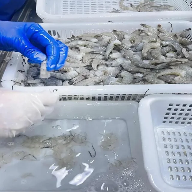 live shrimp for sale