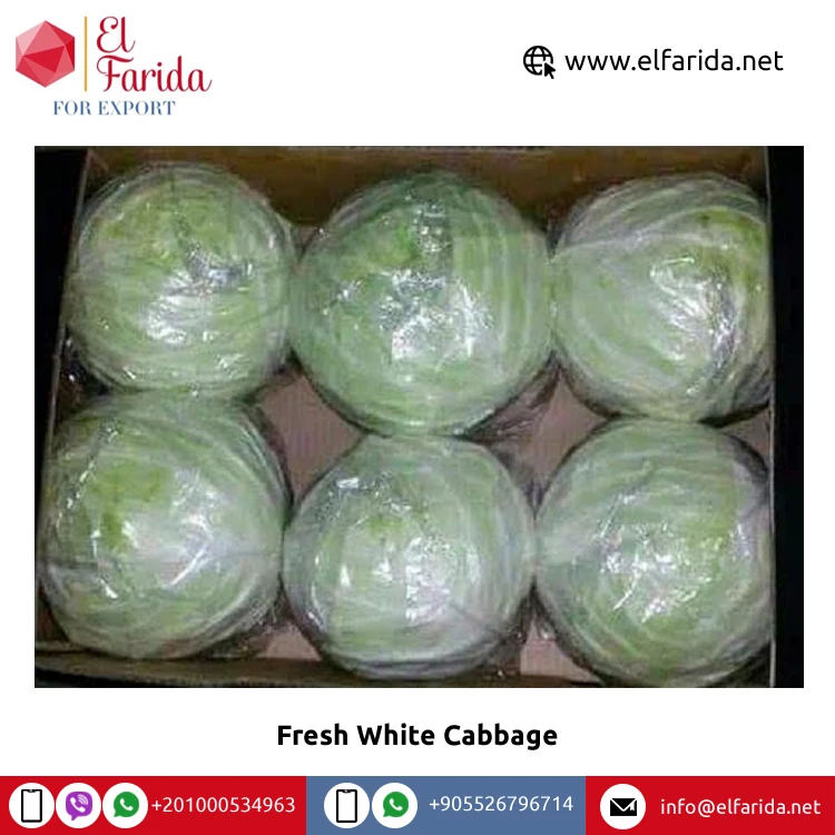 Wholesale Supplier of Good Quality Top Selling Egypt Origin Variety Vegetables Fresh White Cabbage at Competitive Price