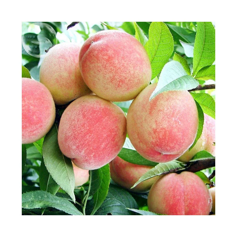 high quality freeze-dried food leisure food nutritional freeze dried yellow peaches High quality yellow skin fresh peach