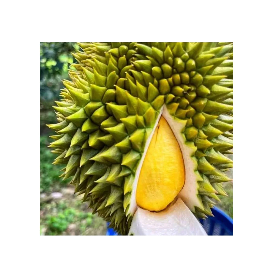 Fresh Durians Fruit Premium Quality Chani Durian Sweet with Strong Aroma and Natural 100% from Thailand