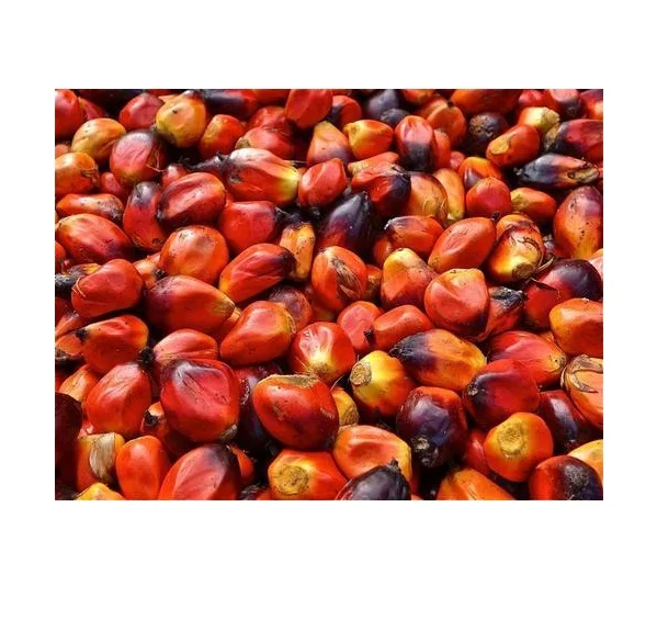 Brazil Palm Nuts Fresh Young Palm Nuts For Sale