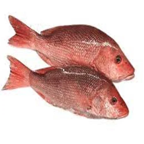 Super Quality Frozen Red Snapper Fish Dried Style Wholesale