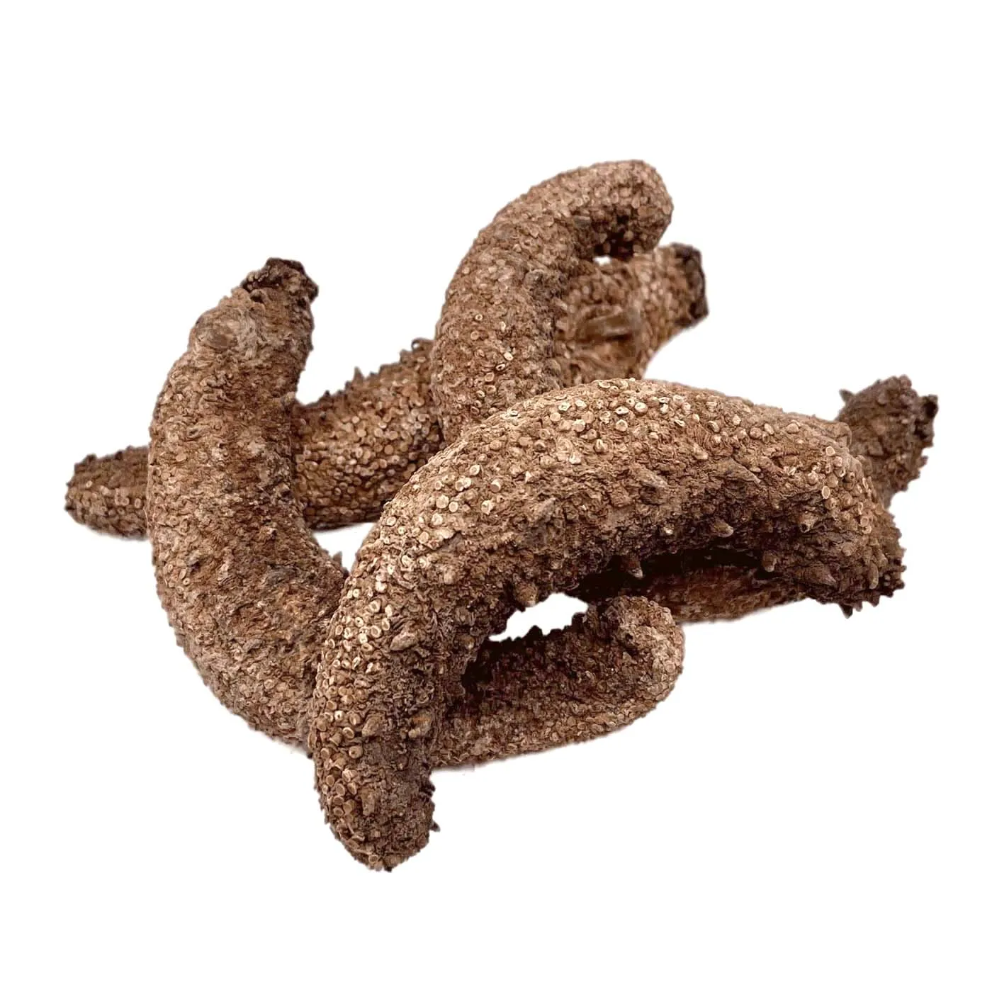 DRIED SEA CUCUMBER / Top Quality Wholesale Dried Sea Cucumbers / Sun Dried Sea Cucumber