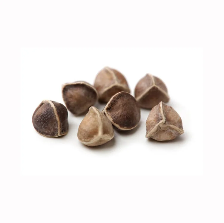 Good Quality Moringa Seeds and moringa Seeds