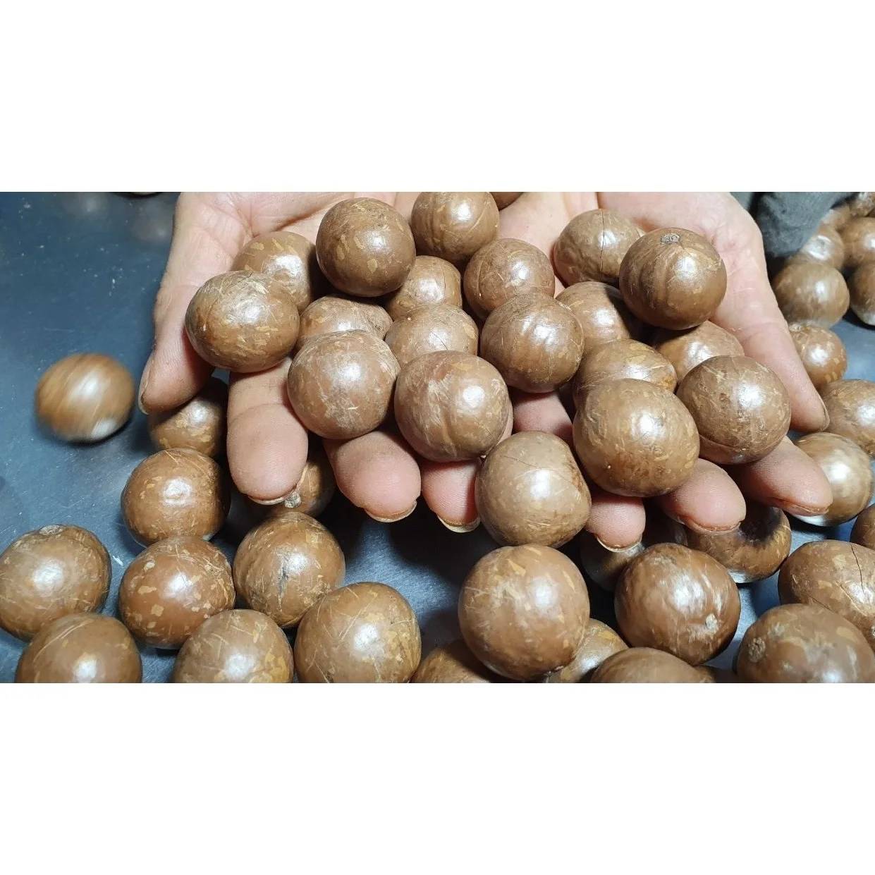 Готовый к употреблению натуральный треснувший большой размер Натуральный Необработанный жареный сушеный орех макадамии из