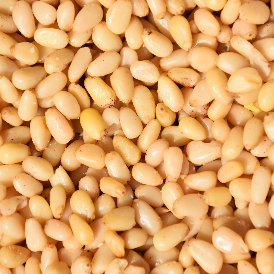 Wholesale Dried Pine Nuts in Bulk Premium Quality Dried Pine Nuts for Sale Ideal for Retail and Manufacturing