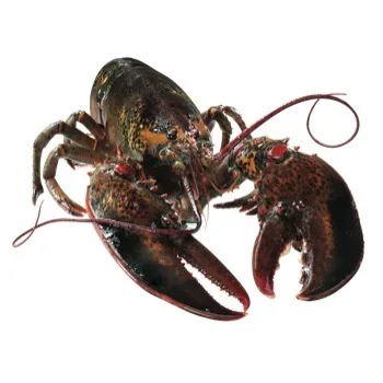 Seafood Fresh and Frozen Lobster, Frozen Lobster, Frozen Lobster Tails Fresh Lobsters for sale
