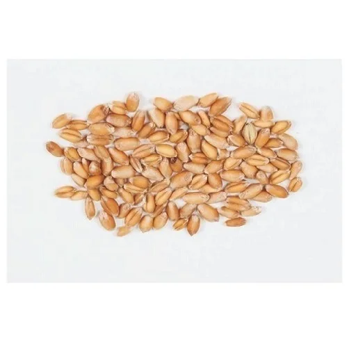 Fast Shipping Hard Red Winter wheat / Durum wheat / Soft White wheat at reasonable price in Europe
