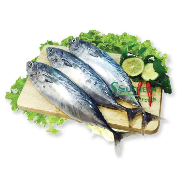 WR Sea Fish Affordable manufacture product best selling seafood suppliers Frozen Baby Bonito from Vietnam