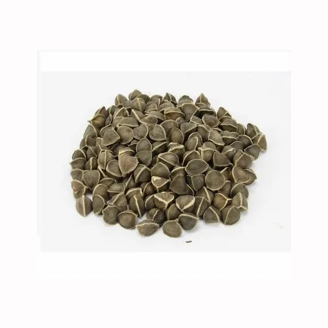 Good Quality Moringa Seeds and moringa Seeds