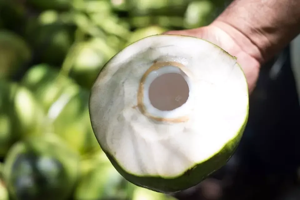 Ready to Ship Tropical Fruits Young Coconut Top quality  Full-Husked Diamond Cut Green Fresh Coconut   from Thailand